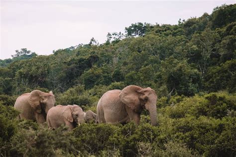Addo Elephant Park Tips
