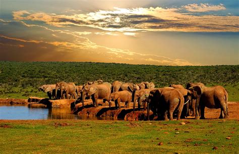 Addo Elephant Safari