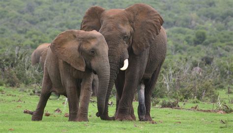 Addo Elephants