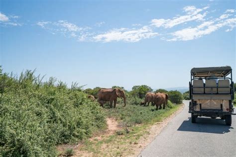 Addo Lunch Safari