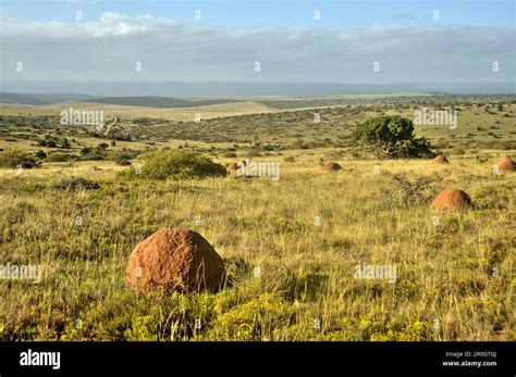 Addo National Park Landscape