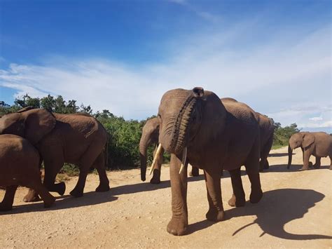 Addo Private Safari