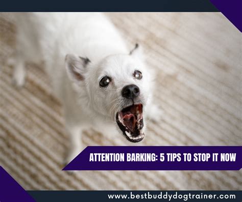 Addressing Attention-Seeking Barking