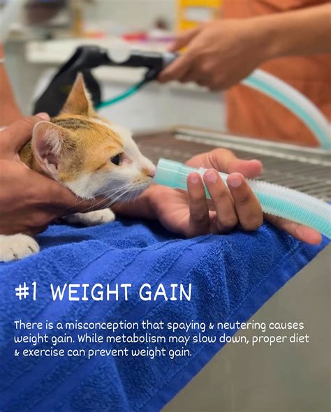 Addressing Common Concerns About Neutering