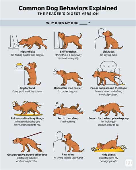 Addressing Common Senior Dog Behavior Issues
