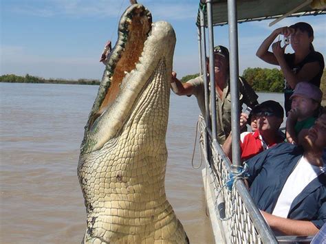 Adelaide River Crocodiles