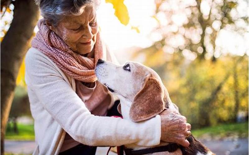 Adjusting To Changes In Your Aging Pet'S Behavior