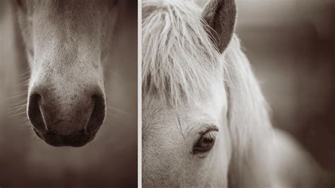 Adjusting Color and Levels