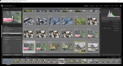 Adobe Lightroom Interface