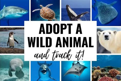 You are currently viewing Adopt A Wild Animal And Track It – The Ultimate Experience For Animal Lovers!