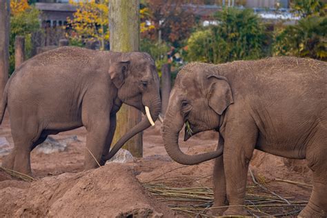Adopt an Elephant