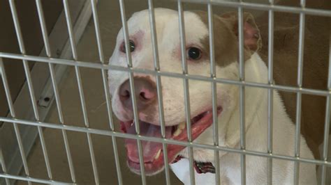 Adoptable Pets | Norfolk SPCA