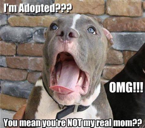 Adopted Dog Meme