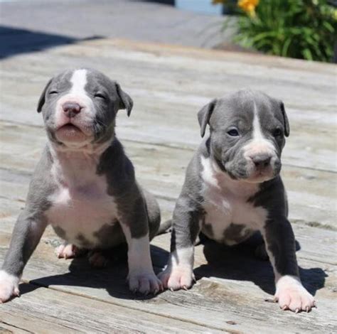 Adorable American Pit Bull Terrier For Sale In Ohio