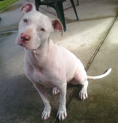 Adorable American Pit Bull Terrier White