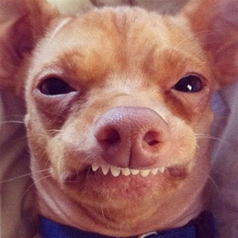 Adorable Chihuahua Overbite Meme