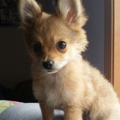 Adorable Chihuahua Pelo Largo Y Pomerania