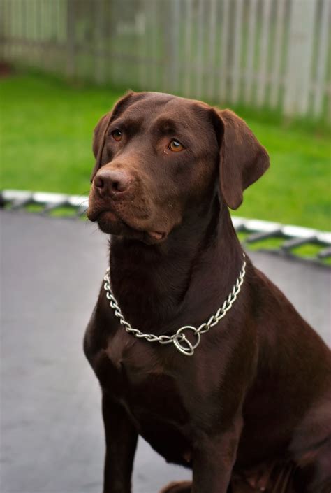 Adorable Chocolate Labrador Retriever Male: A Perfect Companion For 2023