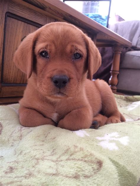 Fox Red Labrador Puppies For Sale Kennel Club Cute Puppies