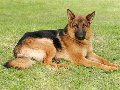 Adorable German Shepherd Jarman Safed Dog Price In India