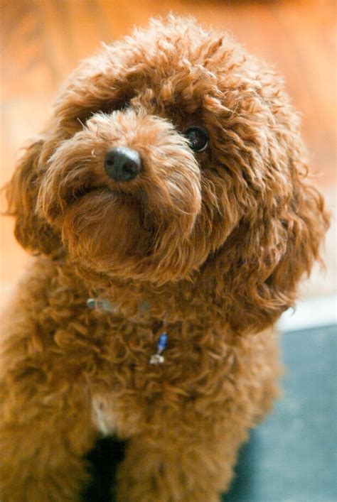 Adorable Japanese Red Toy Poodle Price: Everything You Need To Know