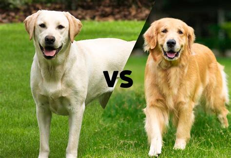Golden Retriever vs Labrador Which is right for you? (+cute pics)