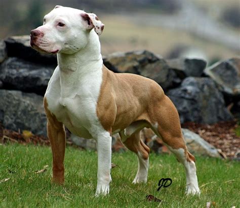 Cómo es el temperamento del American Pitbull Terrier Conoce sus rasgos