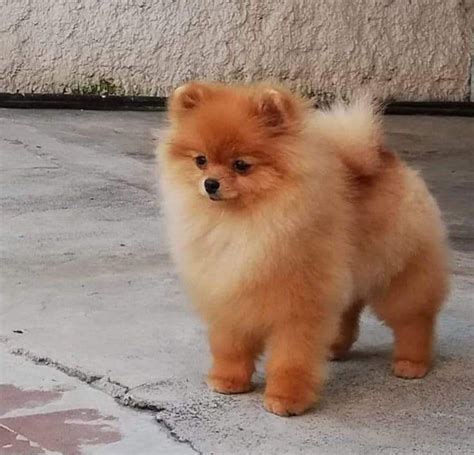 Adorable Pomerania Adulto Cara De Oso: The Cutest Dog Breed Of 2023