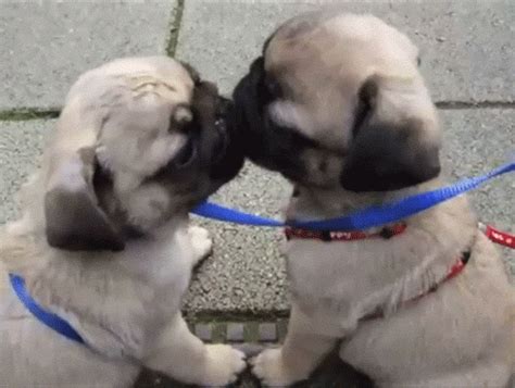 Adorable Pug Kisses Gif: The Cutest Thing You’ll See Today