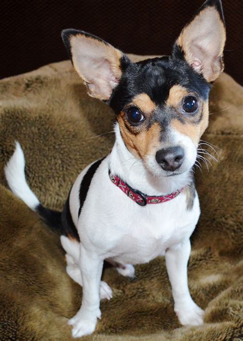 Adorable Pug Rat Terrier Chihuahua Mix: The Unique And Lovable Companion