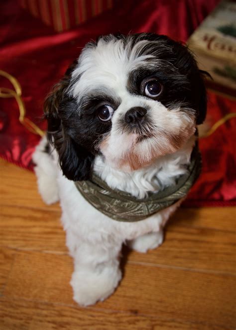 Adorable Shih Tzu Puppies Black And White