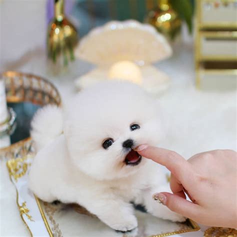 Adorable White Teacup White Pomeranian Dog Price