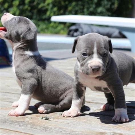 Adorable American Pit Bull Terrier For Sale In Ohio