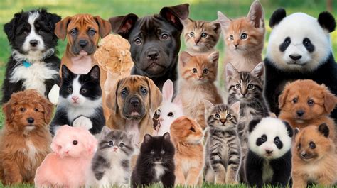 Adorable Animals and Pets