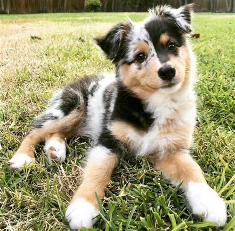 Adorable Blue Merle Golden Retriever Aussie Mix