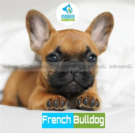 Adorable Bulldog Price In Nepal Bleumoonproductions