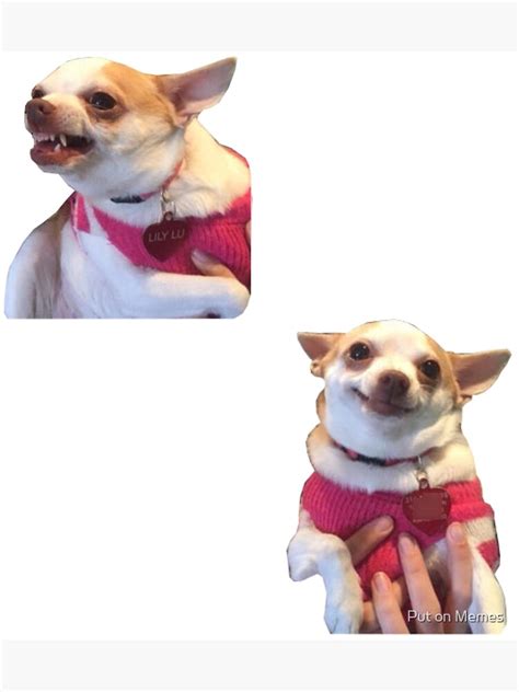 Angry Then Happy Chihuahua Meme Pets Lovers