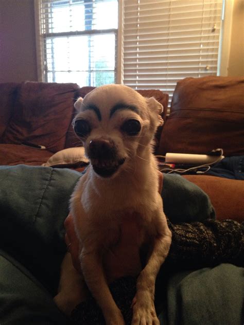 Pin by Jessika Joelle on Boo Cute chihuahua, Chihuahua, Chihuahua puppies