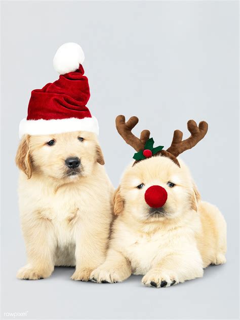 Adorable Cute Golden Retriever Christmas Wallpaper