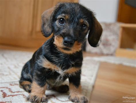 Adorable Dackel Pudel Mix Welpen