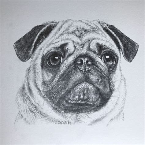 Adorable Easy Pug Pencil Drawing l2sanpiero