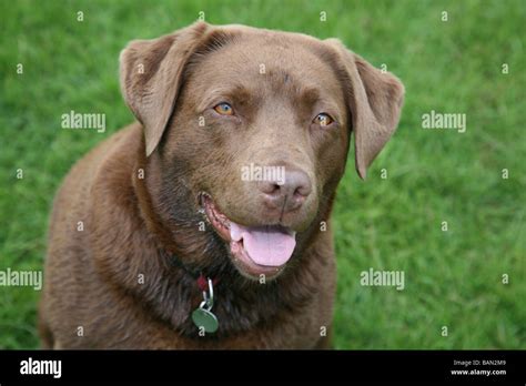 Pin by Hali Nepsha on Cute Animals Labrador retriever, Labrador, Lab