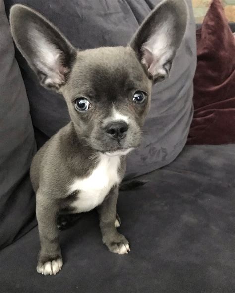 Adorable French Bulldog Chihuahua Mix Puppies: A Must-Have For Dog
Lovers In 2023