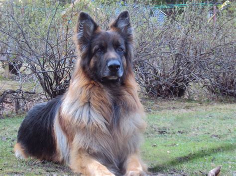Adorable German Shepherd Jaman Shapat Dog: Your Loyal And Loving
Companion