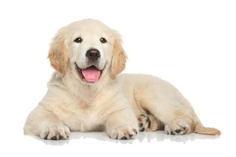 Adorable Golden Retriever Dog Emoji