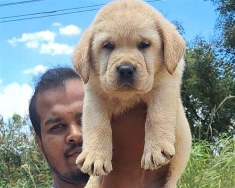 Adorable Labrador Retriever Price In Delhi Bleumoonproductions