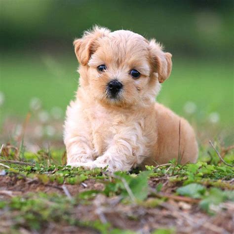 Adorable Nombres Para Perros French Poodle Mini Toy Macho