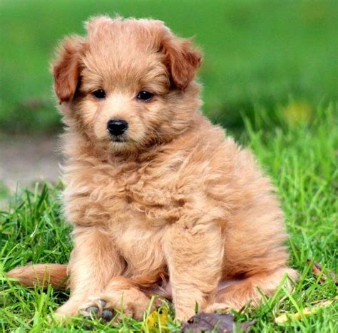 Adorable Pomeranian Poodle Mix