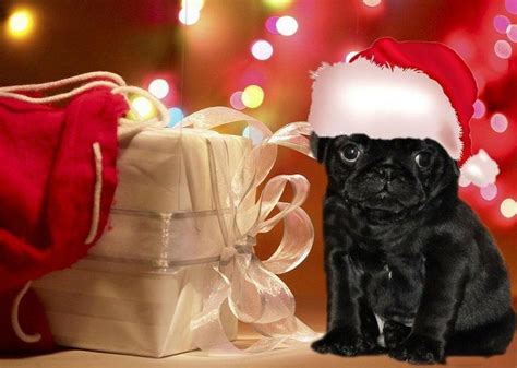 Adorable Pug Christmas Cards