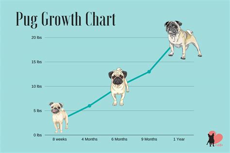 Adorable Pug Growth Chart